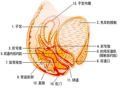 得了盆腔炎怎么治