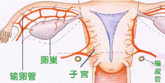 附件炎为什么会影响女性生育